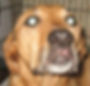 Maisy the Lab Mix