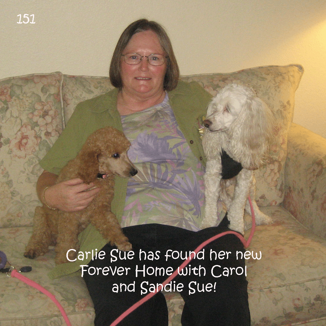 Carlie Carol final copy.gif
