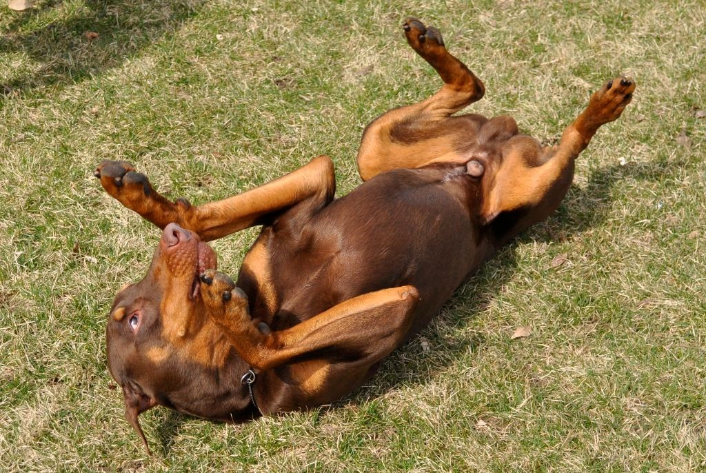 SHOW DOG