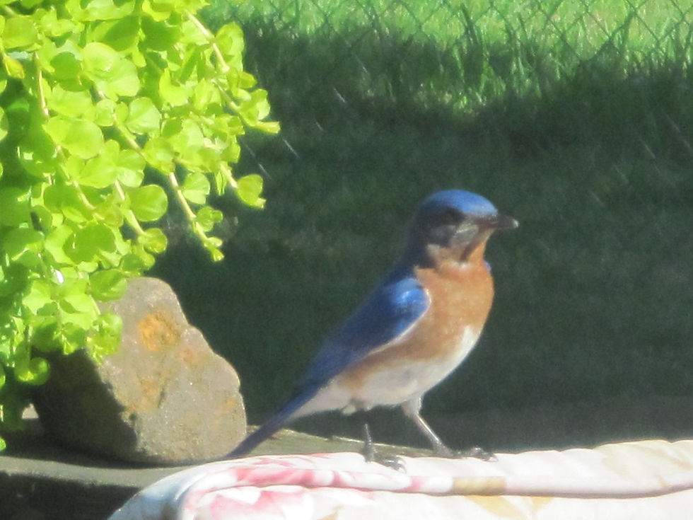 IMG_0265_0243.jpg