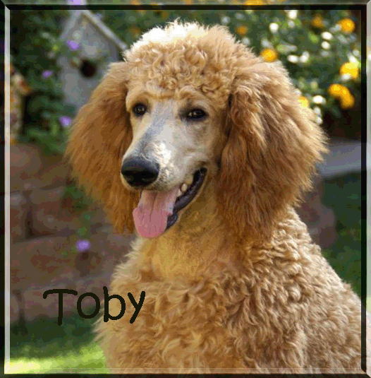 Toby1 - Linda Patterson.gif