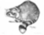 Raccoon