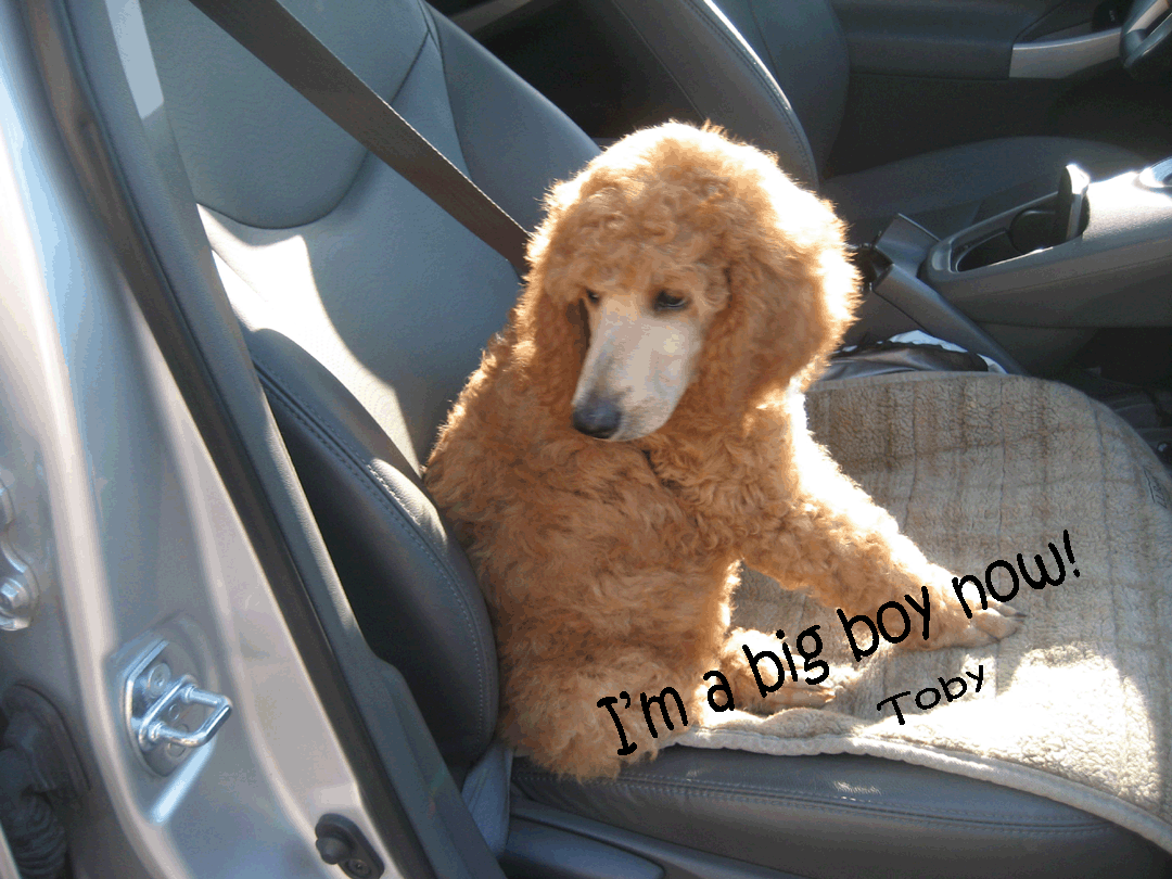 Toby goes Home.gif