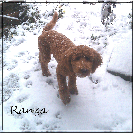 Ranga - Patrick Shelton copy.gif