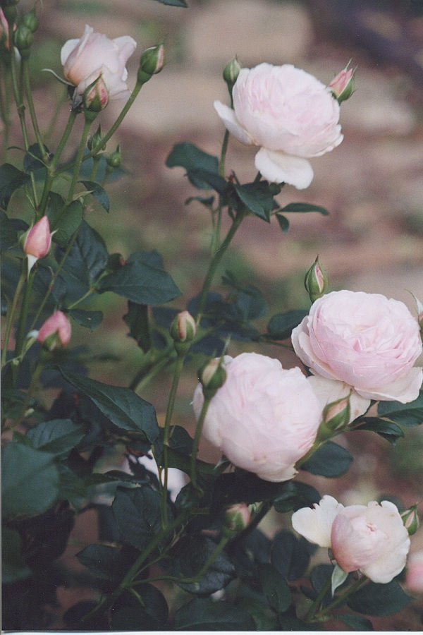 scan9_0009a