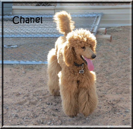 Chanel 032012 2.gif