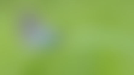 Queen Free Exchange and other foreign objects