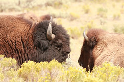 West USA 2013020.JPG