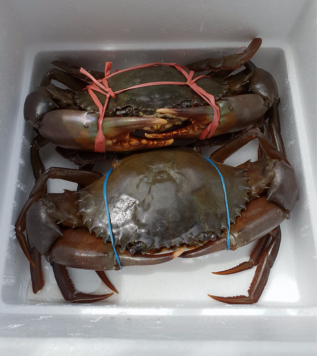 Fresh Crab Delivery Crabee Malaysia