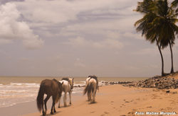 maracajau 1