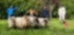 teambuilding schapen drijven
