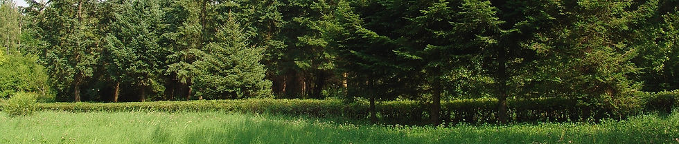 Проектная документация лесного участка