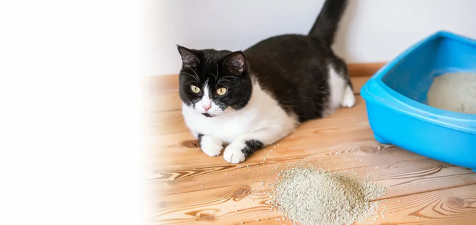 No Sweat Cat Litter Odour Neutralizer