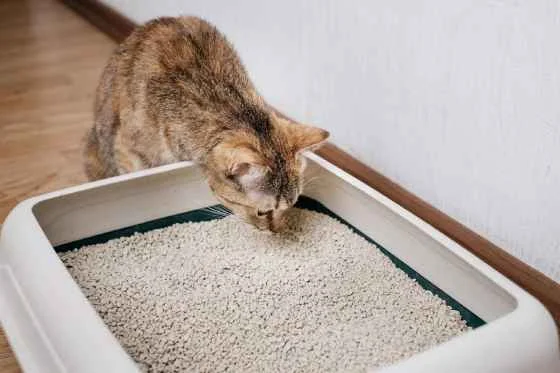 Odor neutralizer for cats