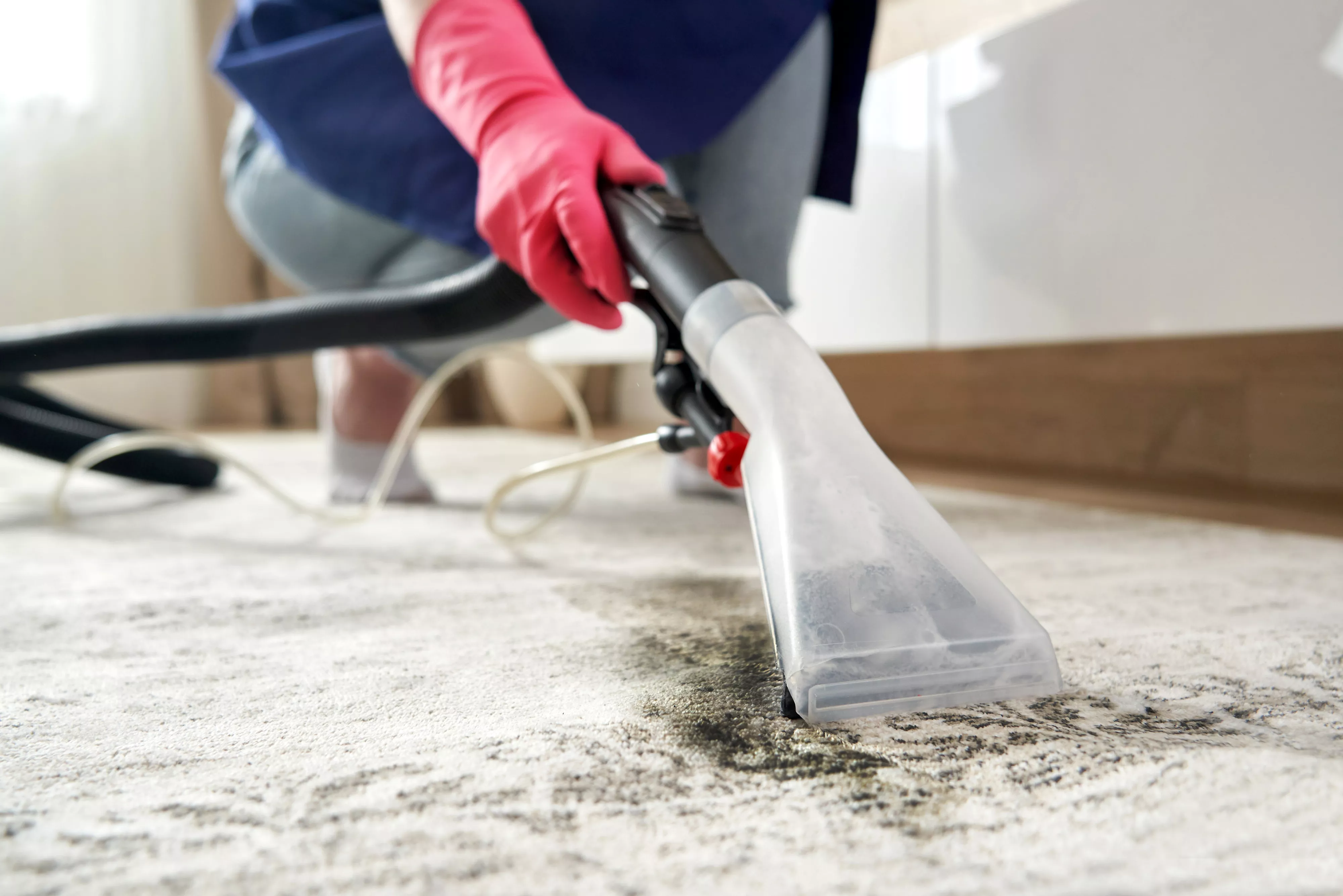 Professional Carpet Cleaning Tauranga