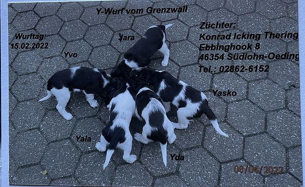 Y-Wurf 8 Wochen beschriftet.jpg