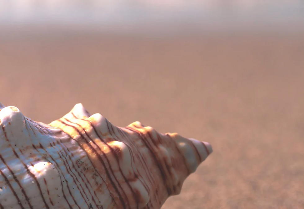 Seashell on a beach beside tranquil paths in the sand.