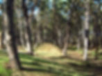 Pinewoods at Wells-next-the-Sea