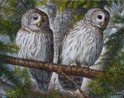 Michael Garland - Barred Owls 2022
