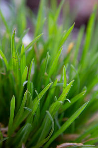 Erich Schopfer    Green Grass 
  Photograph 