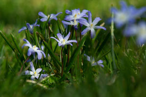 Eric Schopfer   spring flowers