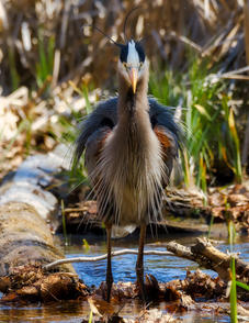 J.H. Clery, Blue Herron