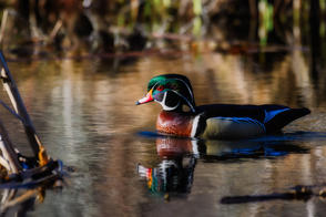 J.H. Clery, Wood Duck