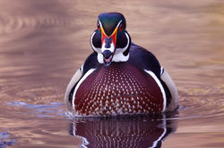 Jeff Ginsburg - "She is So Wonderful" He Said