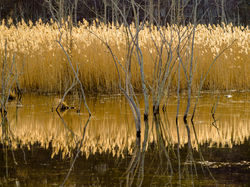 Golden Grasses