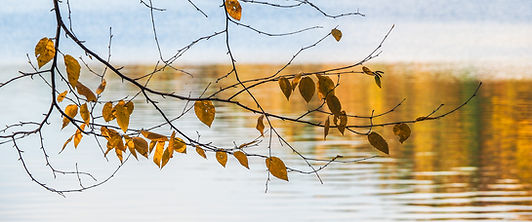 Linda T Hubbard Last Leaves Photograph 16 x 26. $275.jpg