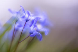Jodie Anne Schopfer Spring flowers.