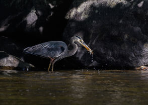 J.H. Clery, Blue Herron