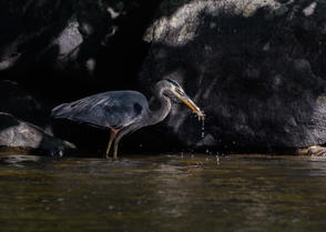 J.H. Clery,  Blue Herron