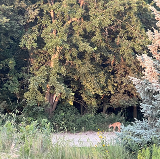 Wilderness Park deer