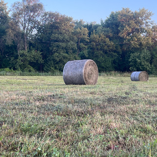 Field of round hay bales