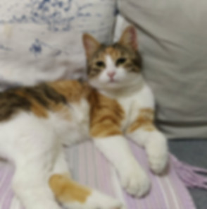 kedi sahiplendirme ilanları