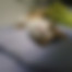ücretsiz kedi sahiplendirme ilanları arasında üçüncü sıradaki ikon