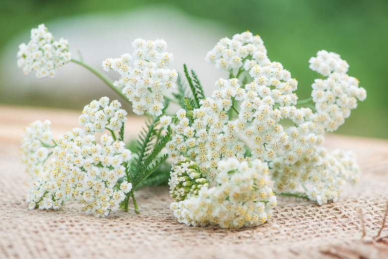 Yarrow for women with menopause AVIVA Method Greece