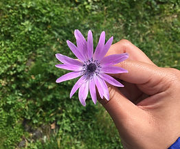 Purple wildflower held by author