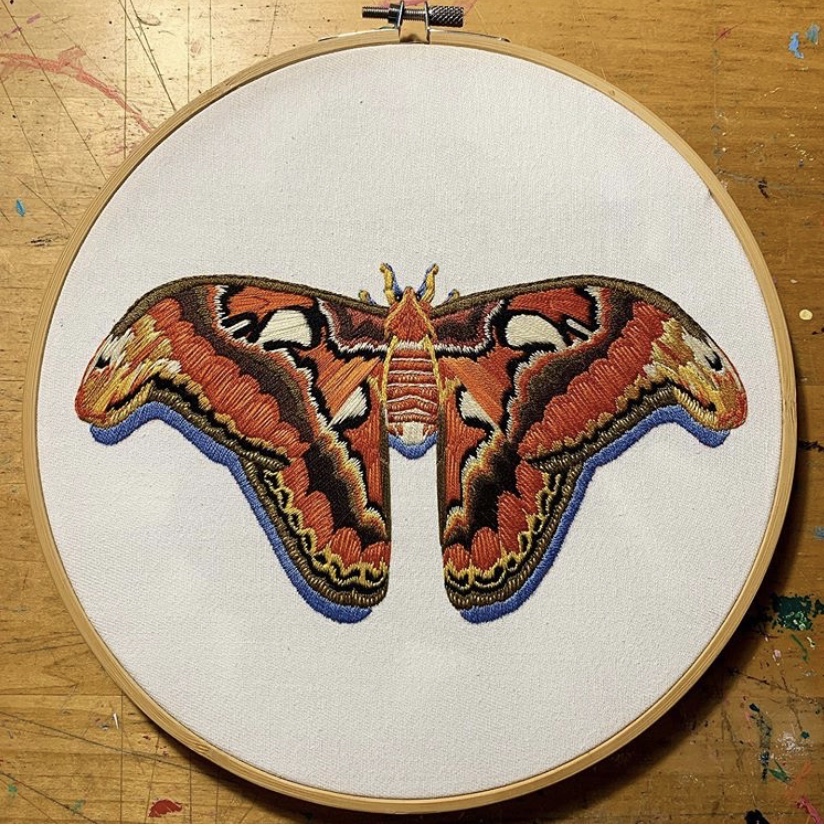 Atlas Moth