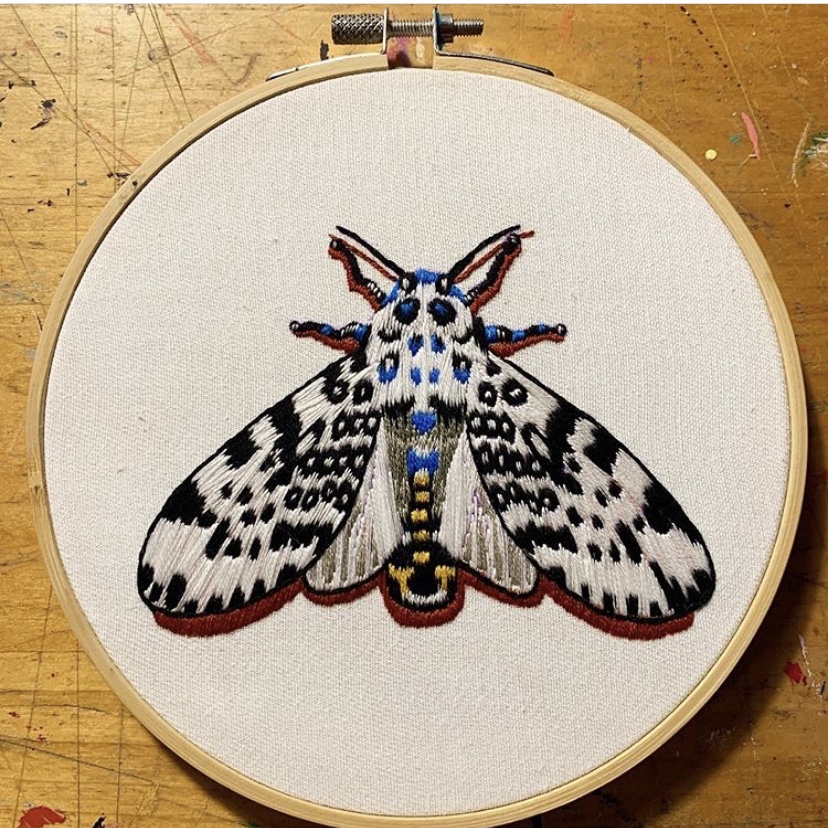 Leopard Moth