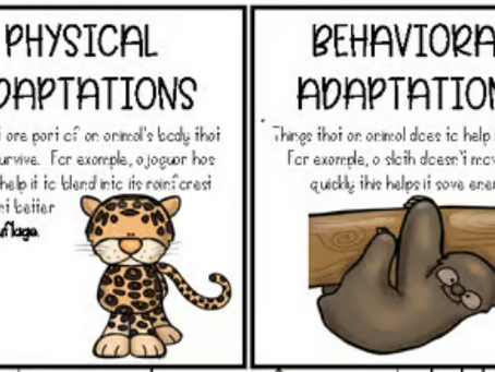 Which One Do You Choose?