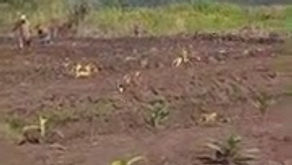 Community Effort: Building 22 New Fish Ponds.