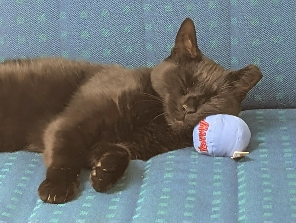 Black boat cat Luna sleeping with a toy on a sofa inside a liveaboard sailboat