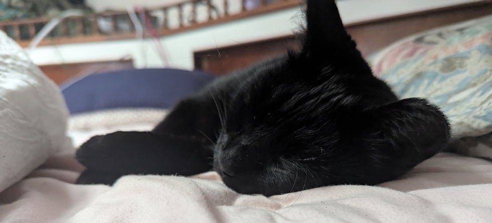 Can Cats Live on a Sailboat? What It’s Really Like (Boat Cat Guide)