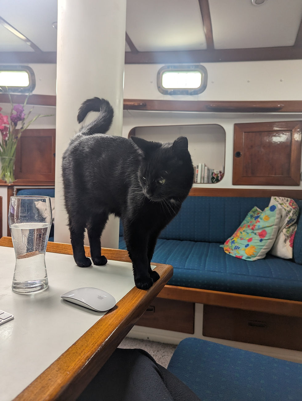 Black boat cat Luna standing on the table inside our liveaboard sailboat cabin