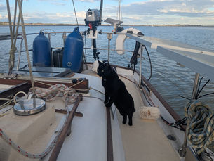 Black cat on a sailboat deck with blue water and sky background. Blue fenders, ropes, and motor visible. Calm, sunny day.