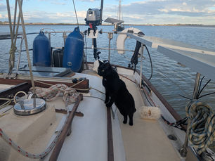 Black cat on a sailboat deck with blue water and sky background. Blue fenders, ropes, and motor visible. Calm, sunny day.