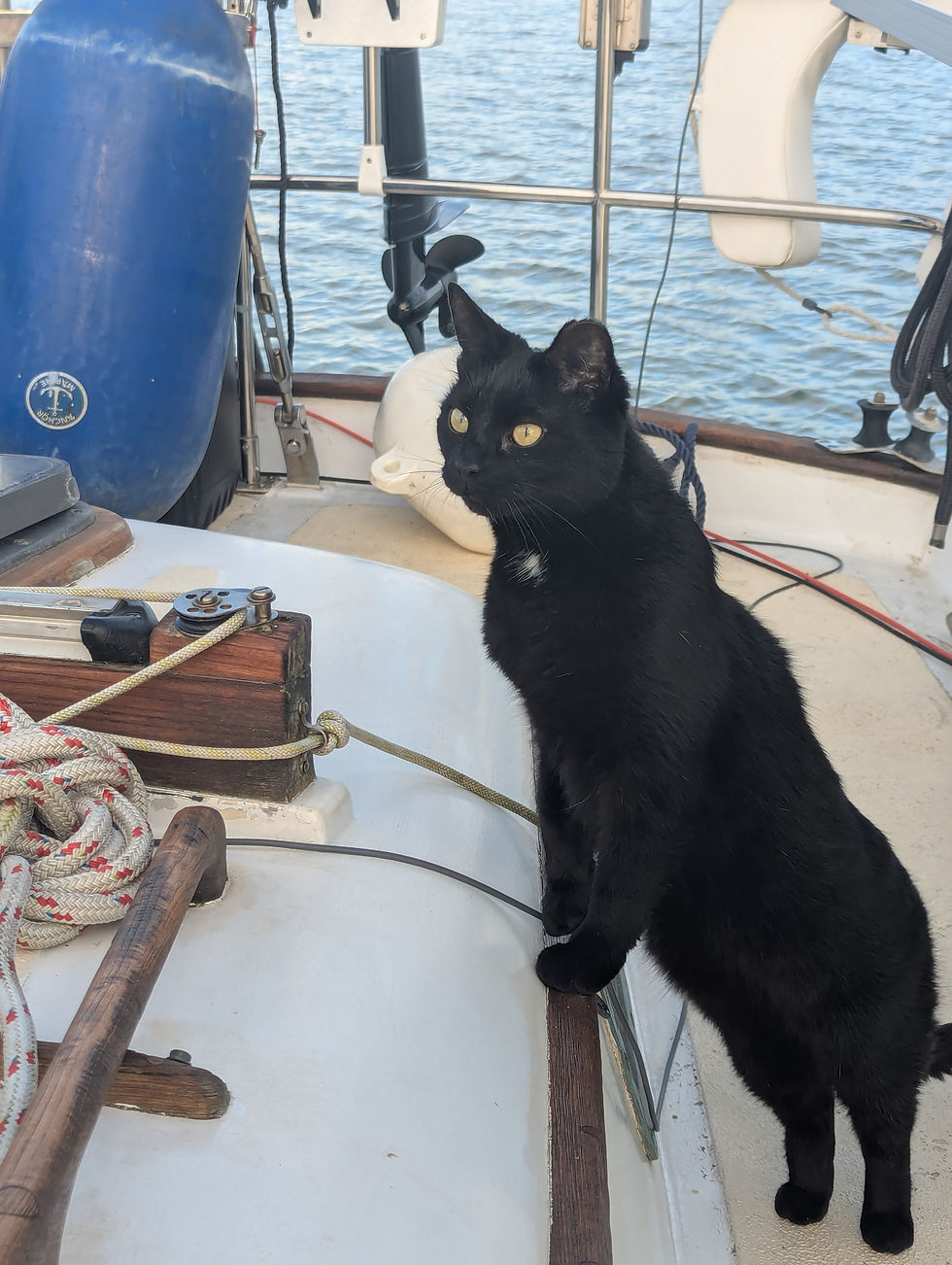 Black cat standing on the deck of a boat, looking alertly at the water. Rope and blue fender in the background. Calm setting.