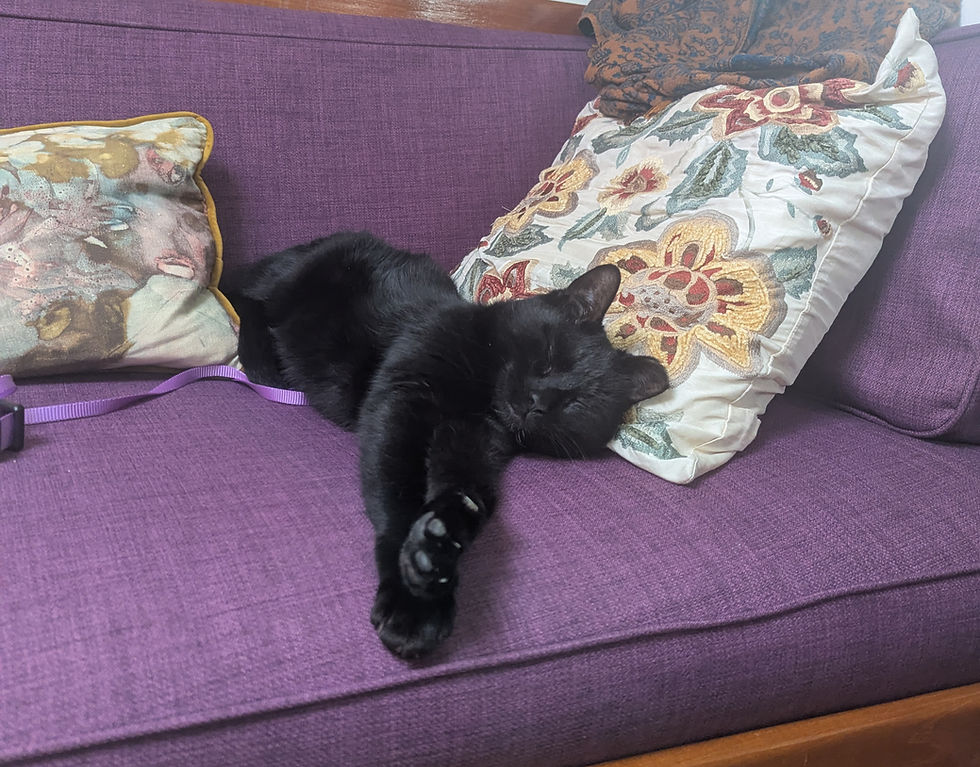Black cat sleeping on a purple couch, surrounded by floral pillows. The setting is cozy and peaceful.